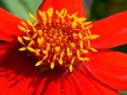 giallo-rosso giallo-rosso
