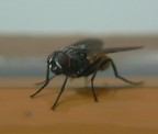 mosca 2 mosca 2