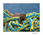 Pesca sfortunata Pesca sfortunata