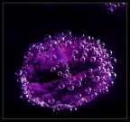 diamond and bubble...