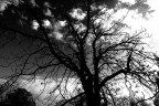 Up Here In My Tree... Up Here In My Tree...