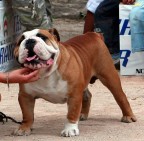 mi pese la testa!!!!