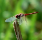 Red Red