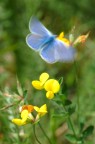 In volo In volo