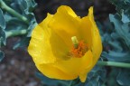 Papavero giallo Papavero giallo