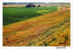 Polesine 01 Polesine 01