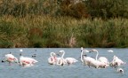 fenicotteri rosa fenicotteri rosa
