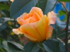 rosa rosa