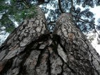 Natura senza pudore ! Natura senza pudore !