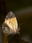 Butterfly controluce.. Butterfly controluce..