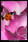 CICLAMINO CICLAMINO