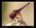 Libellula Libellula
