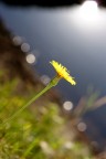 è solo un fiore... è solo un fiore...