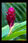 fiore jamaicano fiore jamaicano