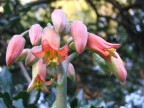 Fiore