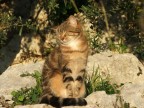 Gatto Gatto