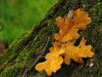 Autunno Autunno