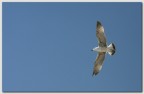volando volando