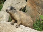 marmotta in posa