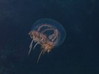 Medusina in movimento