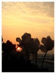 Flowers and sun