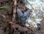 La mosca La mosca