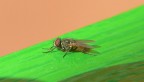 mosca al sole mosca al sole