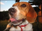 Teo, un Beagle Aristocratico! Teo, un Beagle Aristocratico!