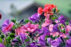fiori... fiori...