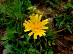 ...naturalmente... ...naturalmente...