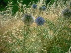 fiore del deserto fiore del deserto