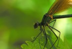 Sentinella aliena Sentinella aliena