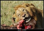 kenya 01 kenya 01