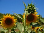 girasoli girasoli