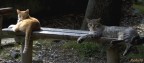 Gatti in riposo o in posa? Gatti in riposo o in posa?
