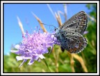 farfallina farfallina