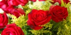 rose rose