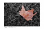 Autunno Autunno