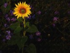 Girasole Girasole
