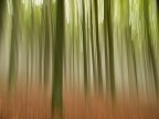 Alberi Alberi