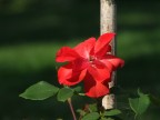 Red Red