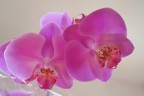 Orchidee Orchidee