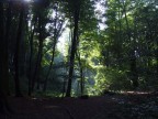 il bosco incantato...