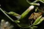 Cimice? Ci riprovo =) Cimice? Ci riprovo =)