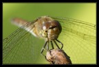 dragonfly portrait