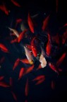 goldfish2 goldfish2