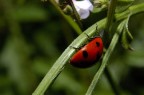 Coccinella