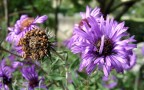 fiore 01 fiore 01