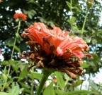 Fiore 03 Fiore 03