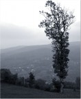 Albero solitario